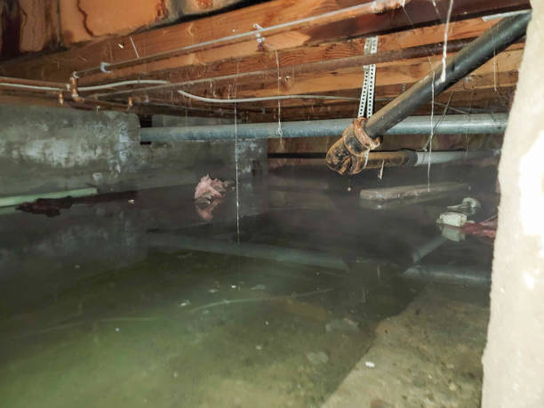 Best Flood damage cleanup  in New River, AZ